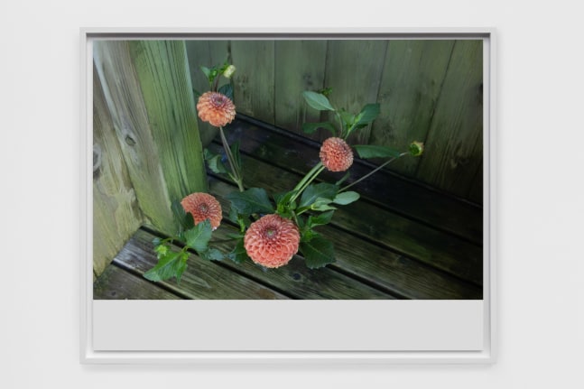 Wolfgang Tillmans
Four Dahlia
2019
Inkjet print on paper
13 3/8 x 17 3/8 x 7/8 inches (34 x 44.1 x 2.2 cm)