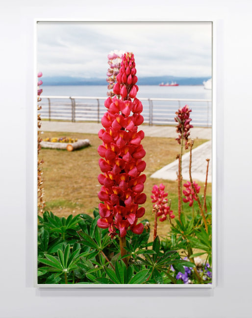 Wolfgang Tillmans
Ushuaia Lupine (b)
2010
Inkjet print on paper mounted on Dibond aluminum in artist&amp;#39;s frame
83 3/4 x 57 1/8&amp;nbsp;inches (212.7 x 145.1&amp;nbsp;cm)
Edition of 1, 1 AP