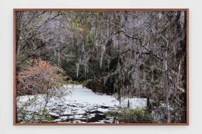 Catherine Opie - Swamps