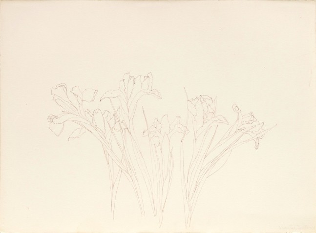Untitled (irises), 1978