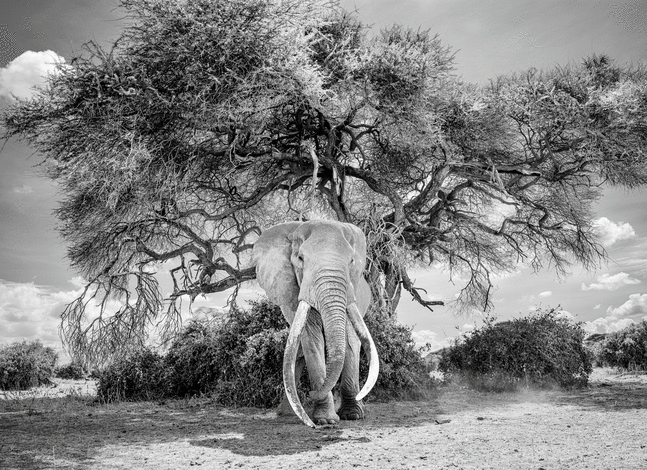 Craig Under an Acacia

2023. Amboseli, Kenya

60 x 45 inches