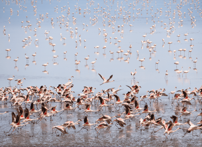 FLAMINGOS IV&amp;nbsp;(60X43.5 in.)