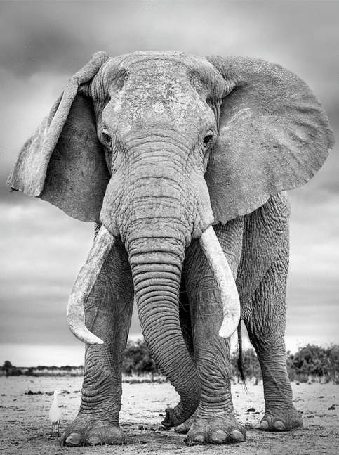 Pascale and his Egret

2023. Amboseli, Kenya

45 x 60 inches