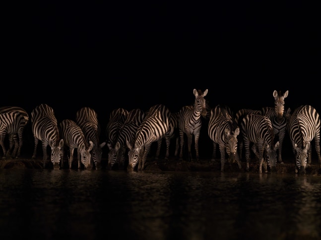 Zebras at the Water Hole, 2AM

2023. Shompole, Kenya

60 x 45 inches