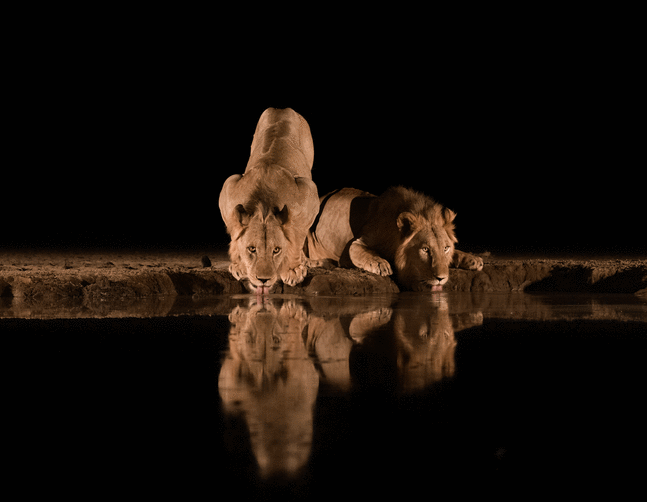 Lions at the Water Hole

2023. Shompole, Kenya

50 x 42 inches