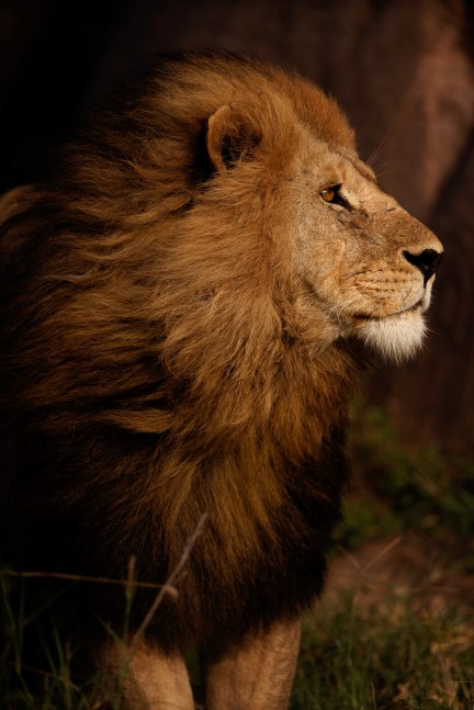 Profile of a Serengeti Lion

2019. Serengeti, Tanzania

40 x 60 inches