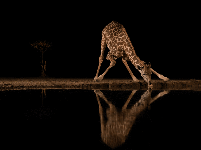 How a Giraffe Drinks

2023. Shompole, Kenya

50 x 42 inches