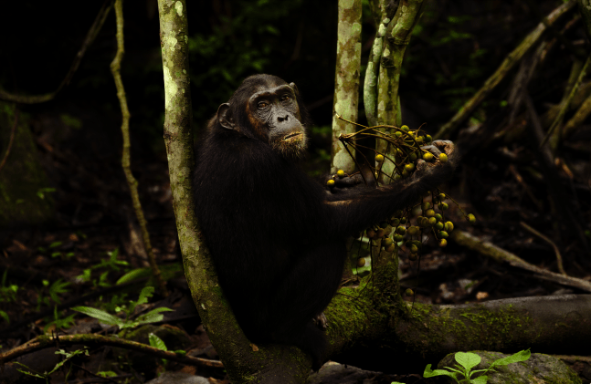 Female Chimpanzee with Fig Branch

2021. Mahale, Tanzania

60 x 40 inches