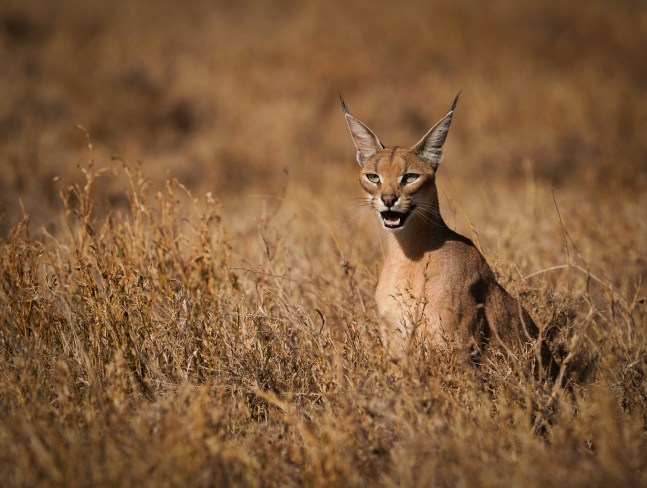 &amp;quot;Caracal&amp;quot;

2021. Serengeti, Tanzania

48 x 36 inches