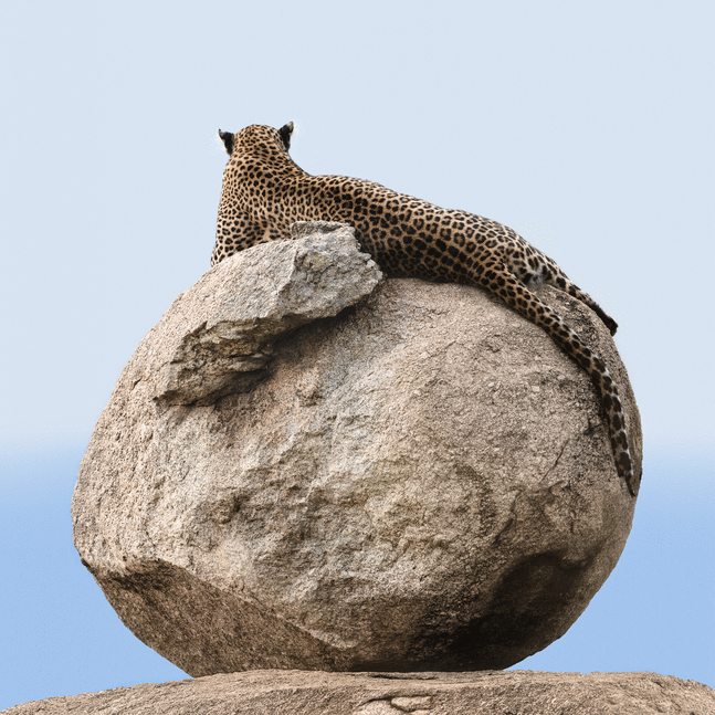 &amp;quot;Leopard on Granite Boulder&amp;quot;

2019. Serengeti, Tanzania

60 x 60 inches