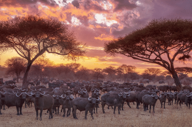 Cape Buffalo at Dusk

2022. Tarangire, Tanzania

72 x 48 inches