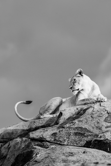 Lioness, Serengeti&amp;nbsp;

2019. Serengeti, Tanzania

40 x 60 inches