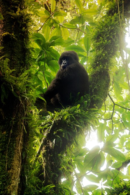 Virunga