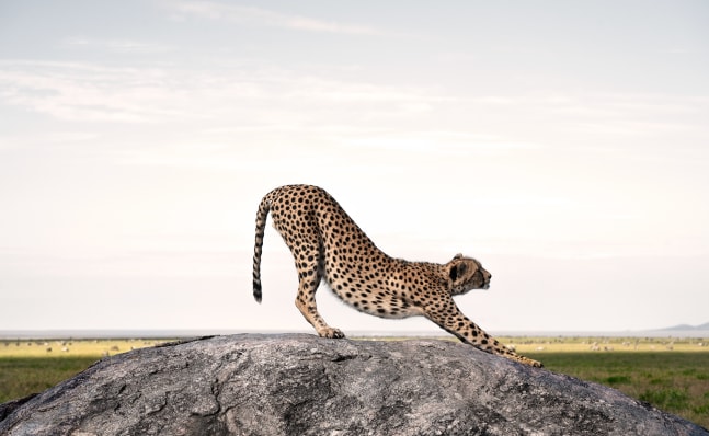 Downward Cheetah

2019. Serengeti, Tanzania

60 x 38 inches