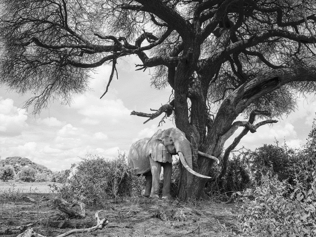 Craig at Rest

2023. Amboseli, Kenya

60 x 45 inches