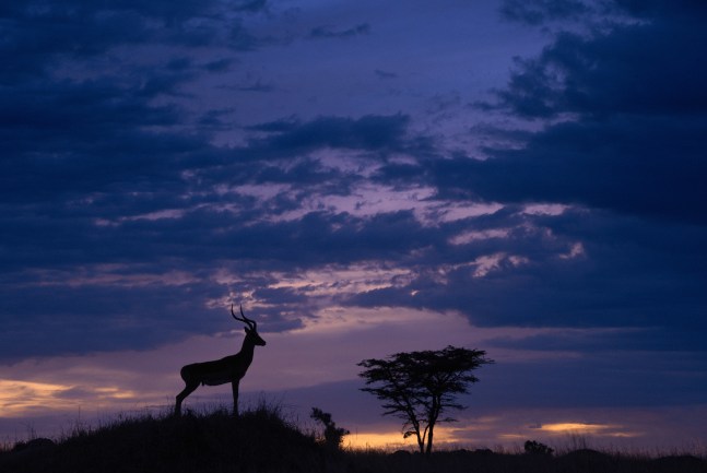 Impala, Dusk

2019. Serengeti, Tanzania

60 x 40 inches