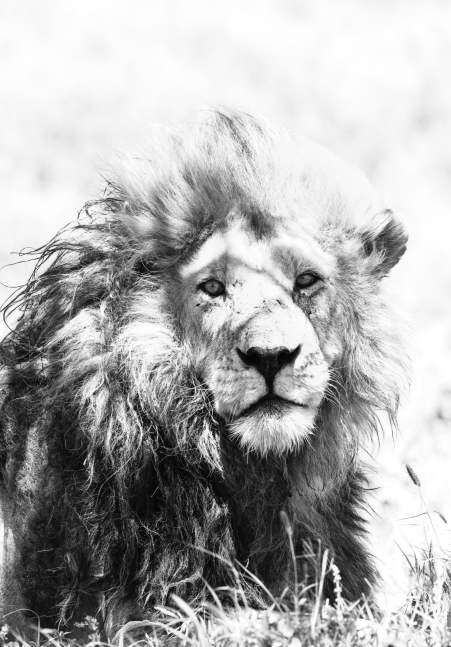 Ziggy IV&amp;nbsp;

2015. Serengeti, Tanzania

36 x 48 inches