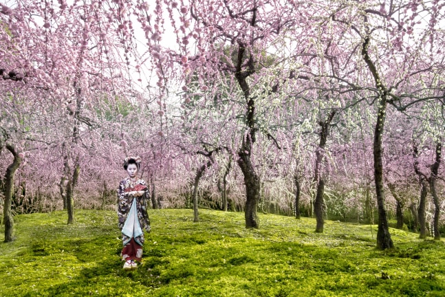 Plum Blossom Geisha&amp;nbsp;(2016) 1/24 48X32 IN