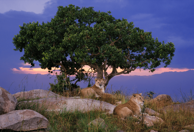 Lioness&amp;#39;, Sayari

2019. Serengeti, Tanzania

60 x 40 inches