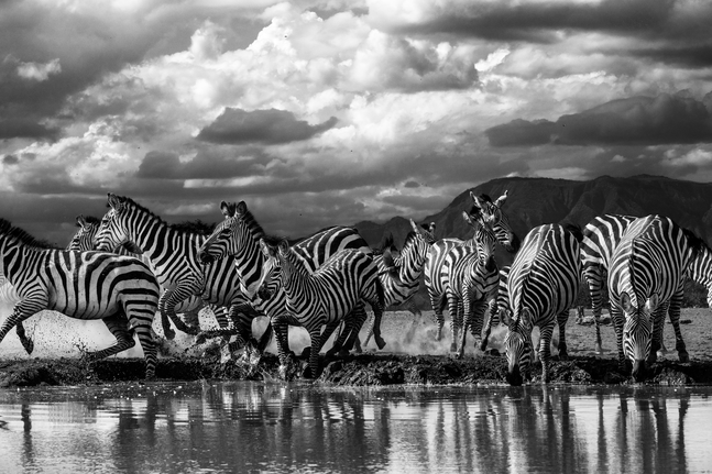 Zebras, Frolicking

2023. Shompole, Kenya

84 x 56 inches