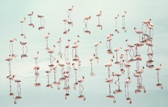 FLAMINGOS I&amp;nbsp;(60X38.5 in.)