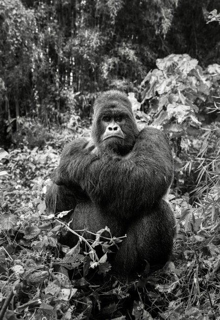 Virunga