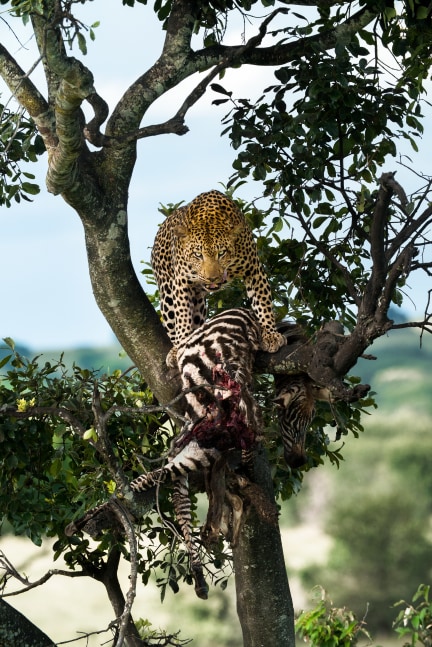 The Victor and the Vanquished

2015. Serengeti, Tanzania

48 x 72 inches