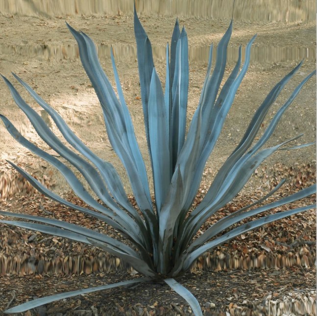 untitled (cactus), 2010
digital print
29.3 x 39.3 in

&amp;nbsp;

&amp;nbsp;