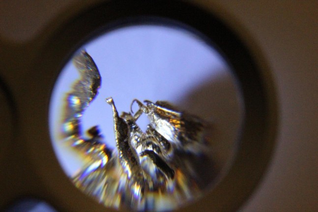 cera perdida, 2015

set de 3. abejas de oro de 18k en base de madera

18 x 24 x 18 cm instalada

&amp;nbsp;

&amp;nbsp;