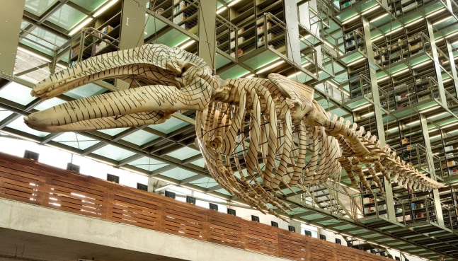 m&amp;aacute;trix m&amp;oacute;vil, 2006

grafito sobre esqueleto de ballena gris

254 x 1169 x 205 cm

&amp;nbsp;