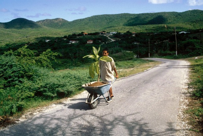 walk, 2000
ornamental plant, ground and wheelbarrow

performance documentation

&amp;nbsp;

&amp;nbsp;
