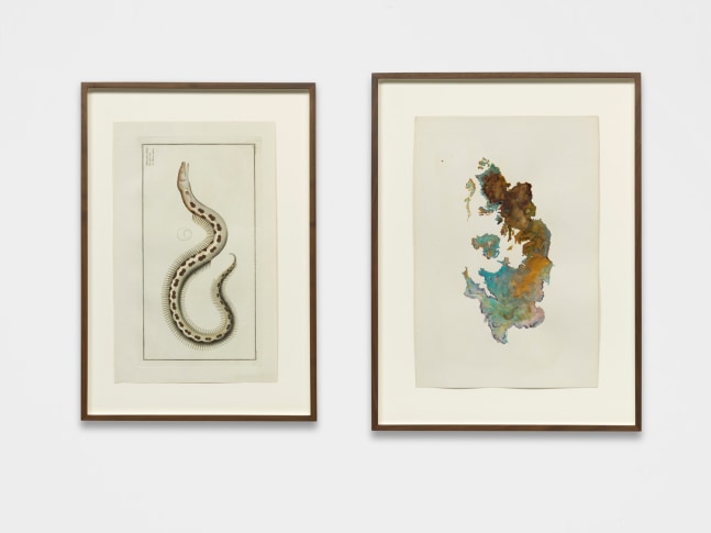 untitled (muraena ophis/england), 2018

set of two works on paper

one vintage hand-coloured etching on paper

one ink and rust drawing on paper&amp;nbsp;

paper size: 17.32 x 10.75 in.

paper size: 18.31 x 12.09 in.