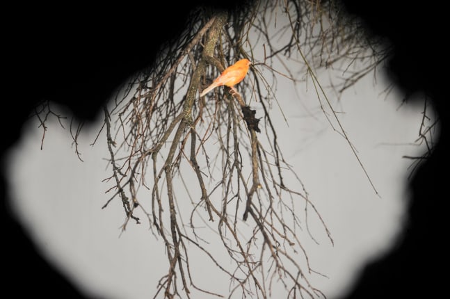 i&amp;#39;m hungry to keep you close. i want to find the words to resist but in the end there is a locked sphere. the funny thing is that you&amp;#39;re not here, nothing is., 2013

varios materiales, aves, ramas, tierra, metal, ropa

dimensiones variables