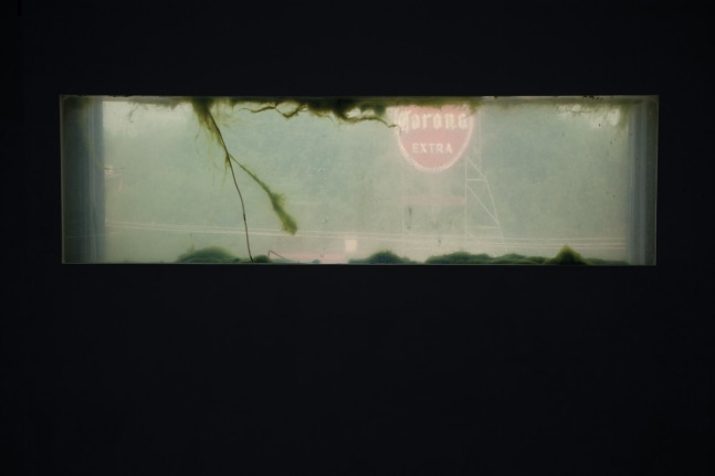 filtro lama, 2011

glass, 180 liters of water, light, algae, plastic

51.18 x 59.06&amp;nbsp;x 7.87&amp;nbsp;in.