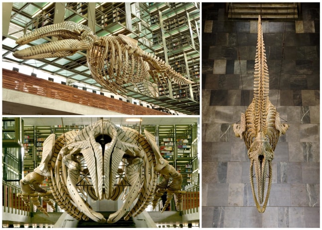 m&amp;aacute;trix m&amp;oacute;vil, 2006

grafito sobre esqueleto de ballena gris

254 x 1169 x 205 cm

&amp;nbsp;