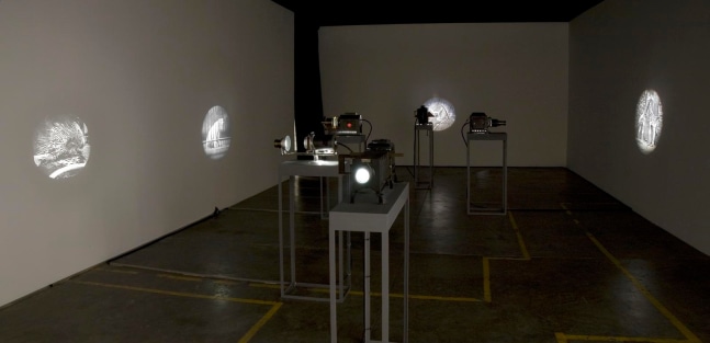 	la venganza del elefante, kurimanzutto, mexico city, 2007