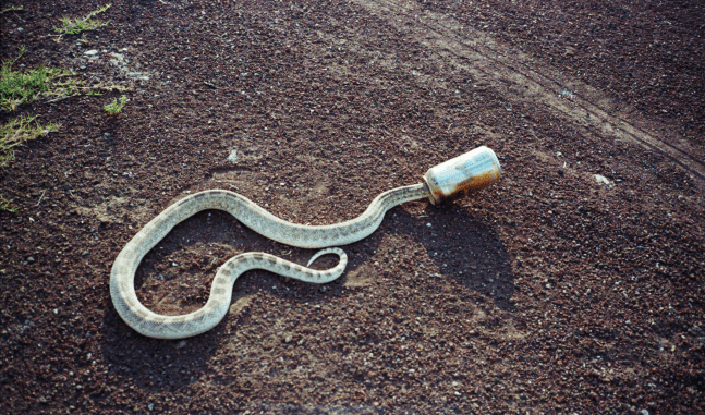 disasters of peace, 2017 impresi&amp;oacute;n digital 11.5 x 15.55 in.