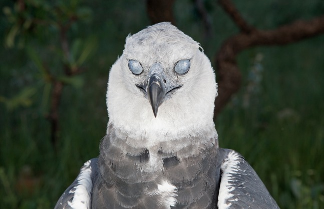 in the open 2, 2012 impresi&amp;oacute;n digital&amp;nbsp;39 3/8 x 70 7/8 in.