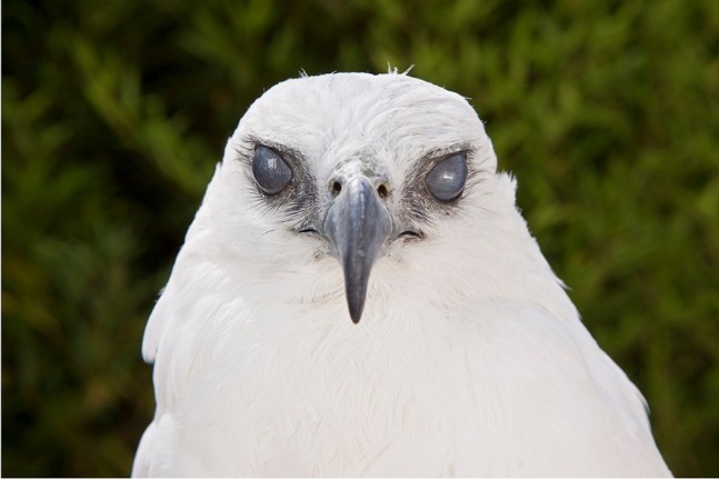 in the open 1, 2012 impresi&amp;oacute;n digital&amp;nbsp;39 3/8 x 70 7/8 in.