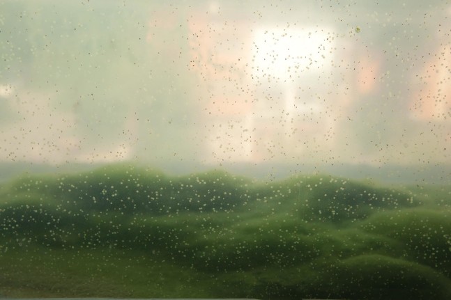 filtro lama, 2011

glass, 180 liters of water, light, algae, plastic

51.18 x 59.06 x 7.87 in.

detail