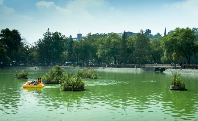cinco jardines flotantes para cinco piedras, 2009

five stones and five floating gardens made out of plastic bins, plastic containers, rubber tires, wood, plastic bags with earth and plants

137.8 in.&amp;nbsp;diameter

installation view at casa del lago, mexico city

&amp;nbsp;