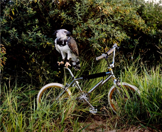 color scheme gray, 2012 impresi&amp;oacute;n digital&amp;nbsp;48.82 x62.8 in.