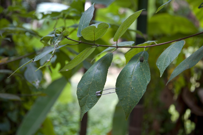 short cut I, 2010

digital print

18.02 x 23.85 in. framed

&amp;nbsp;

&amp;nbsp;