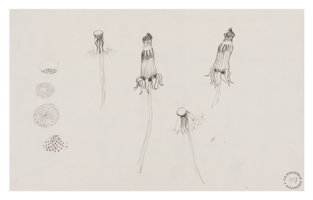Dandelions I, n.d.

Crayon and pencil on paper

10 3/4 x 17 inches