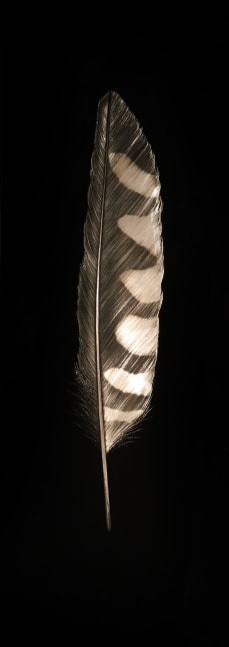 Mitchell Lonas

Kestrel Feather, 2021

incised, painted aluminum

34h x 12w in

SOLD