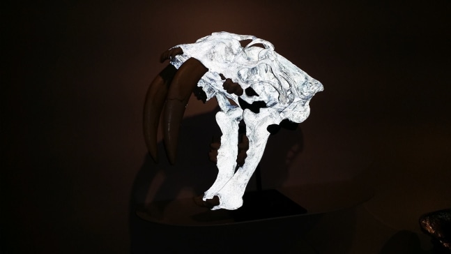 Semi-Feral Skull II