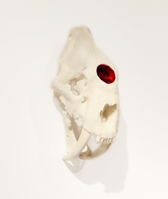 Semi-Feral Skull III