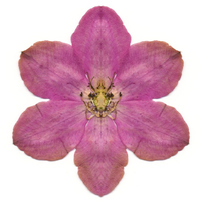 Pink Clematis, 40 x 40 inches.&amp;nbsp;Published by Carolina Nitsch
&amp;nbsp;