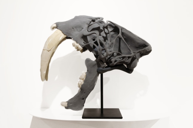 Semi-Feral Skull II