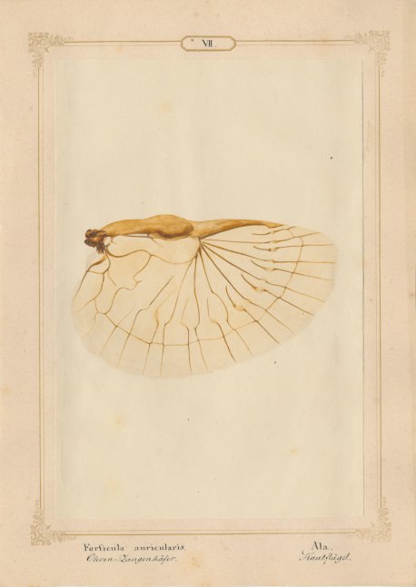 Ernst HEEGER (Austrian, 1783-1866) &quot;Forficula auricularis. Ala.&quot; (Membranous hindwing of earwig), 1860 Hand colored salt print from a glass negative 20.4 x 13.6 cm mounted on 26.0 x 18.5 cm sheet  Numbered and titled in Latin and German in ink on mount